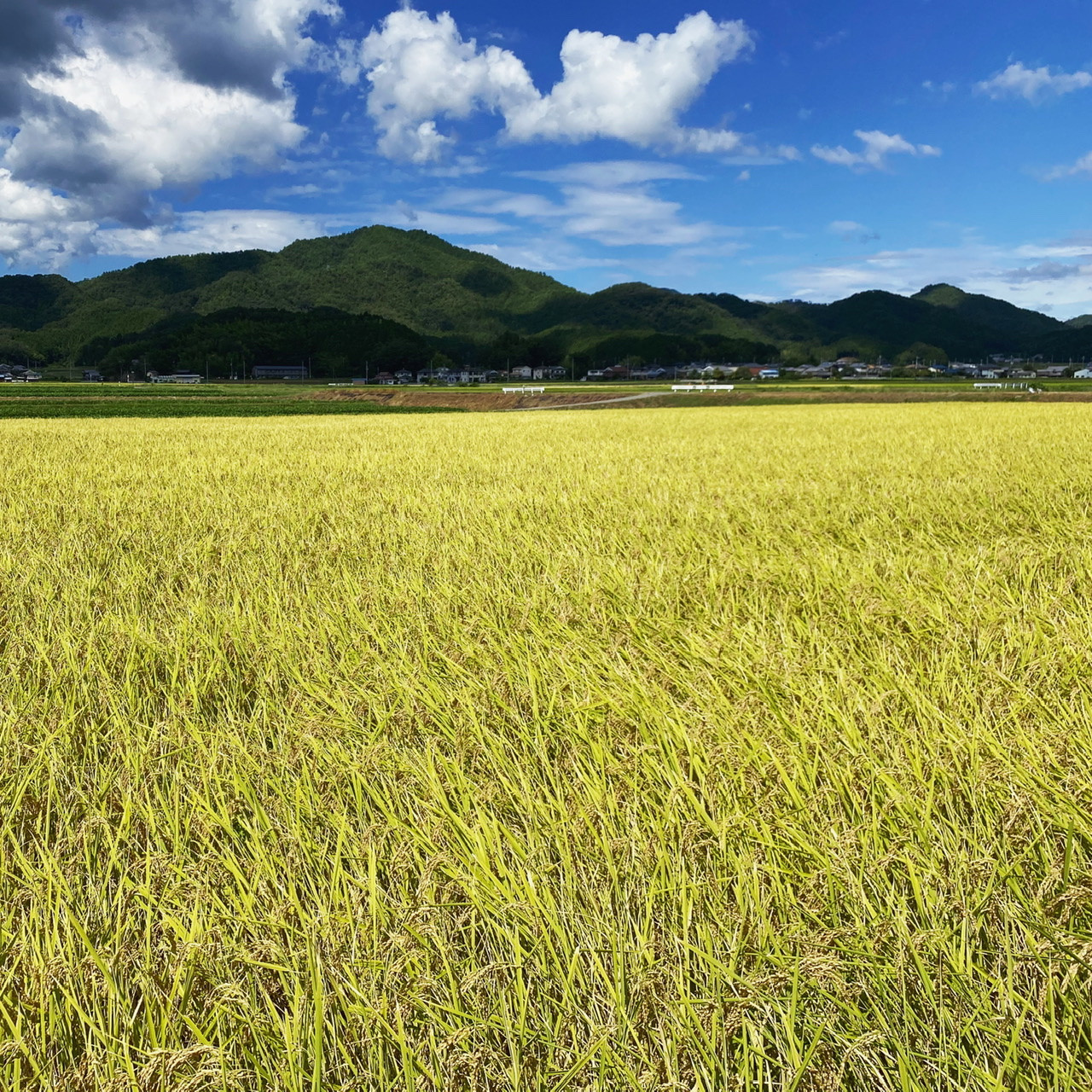 【かわいいお取り寄せスイーツのプリン】丹波篠山は稲刈りの季節です