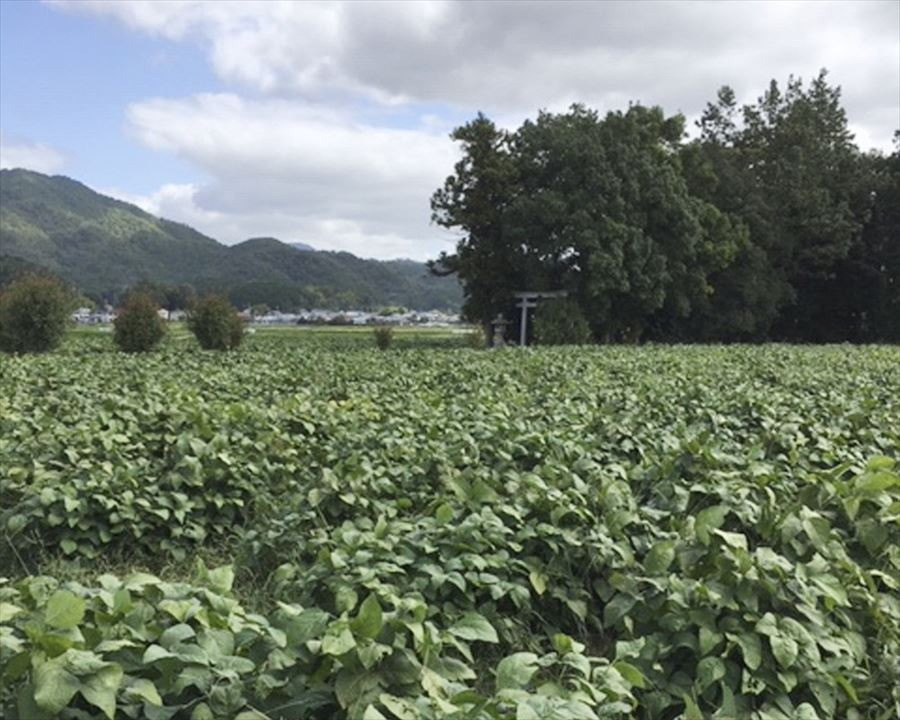 丹波篠山の黒枝豆は1年に数週間しか味わえない！