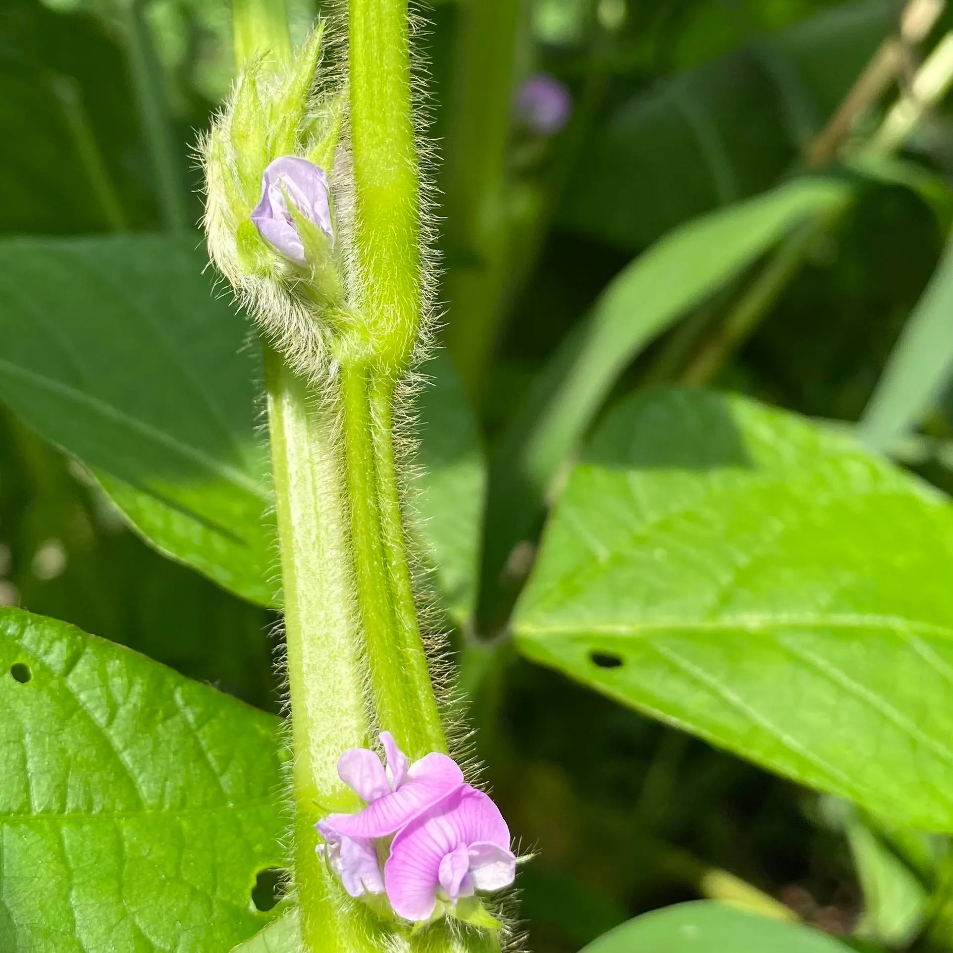 【丹波篠山黒豆プリン】黒豆の花が咲きました