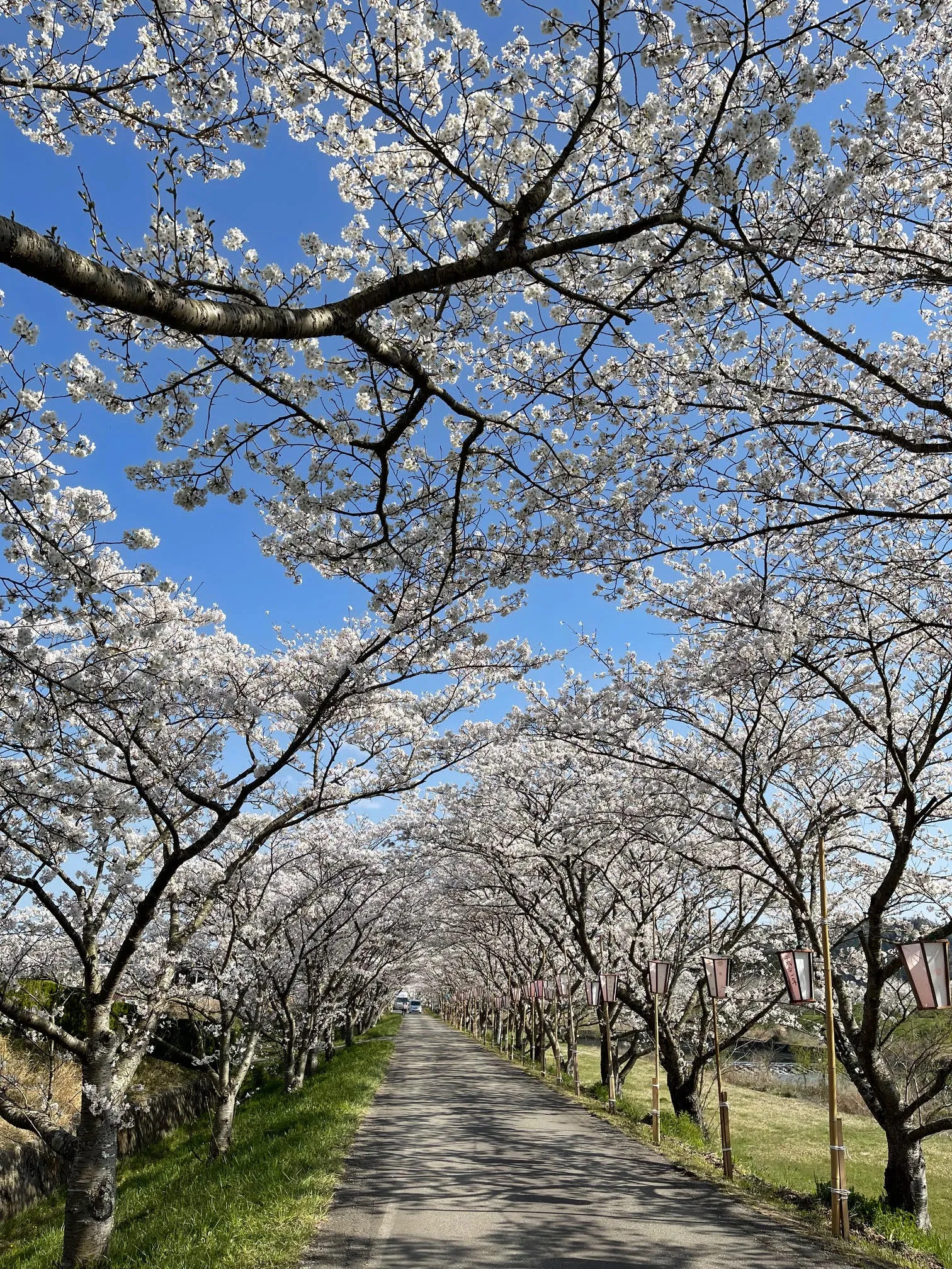 丹波篠山さくらまつり🏮始まってますよ〜