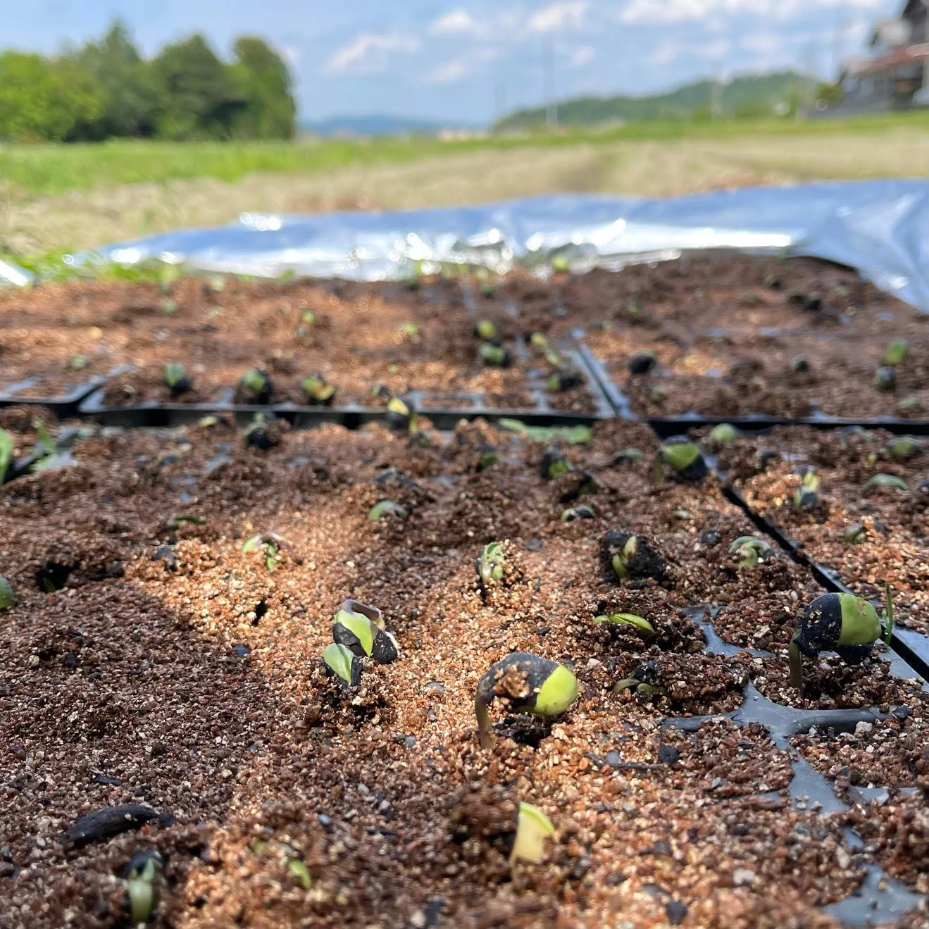 🌱2024年の黒豆栽培が始まりました🌱