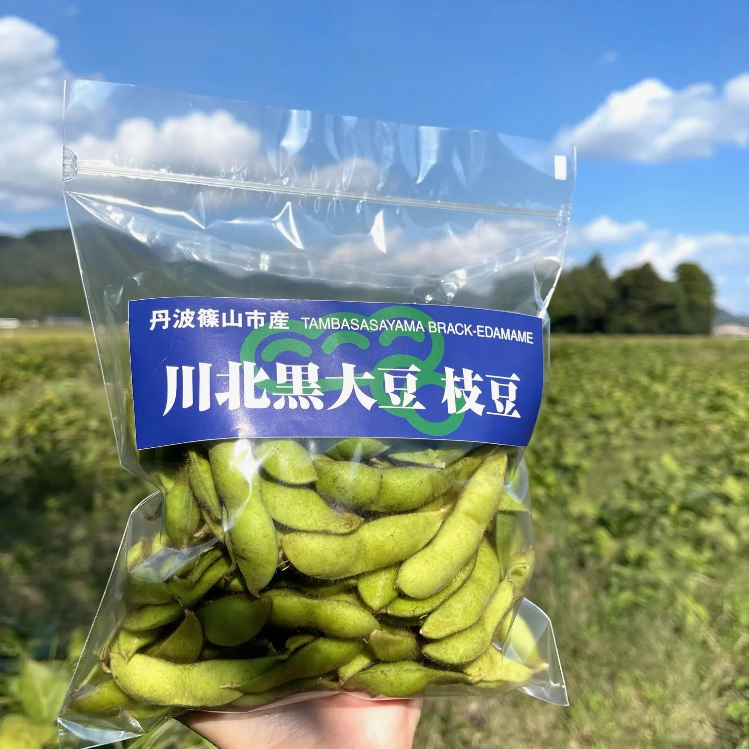 🌿黒枝豆の予約販売が開始しました🌿